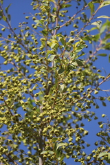 Codonocarpus cotinifolius