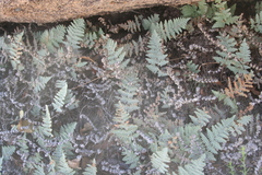 Myriopteris lindheimeri