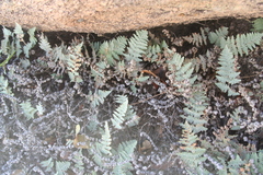 Myriopteris lindheimeri