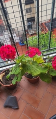 Pelargonium × hybridum