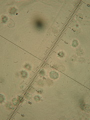 Omphaliaster asterosporus