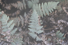 Myriopteris lindheimeri