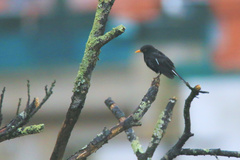 Turdus merula