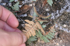 Myriopteris lindheimeri