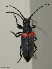 Stictoleptura canadensis