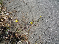 Tragopogon podolicus