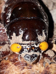Insecta