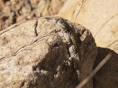 Urosaurus ornatus