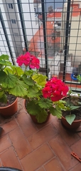 Pelargonium × hybridum