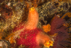 Ascidia incrassata