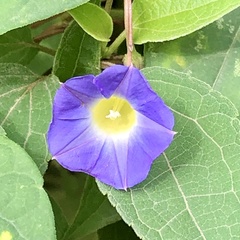 Ipomoea aristolochiifolia