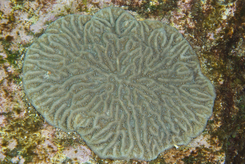 Paragoniastrea australensis (Milne Edwards & Haime, 1857)