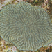Coral-Cérebro-Australiano - Photo (c) Steve Smith, alguns direitos reservados (CC BY-NC-ND), uploaded by Steve Smith