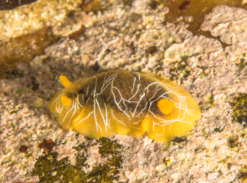 scribbled nudibranch