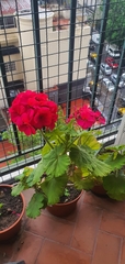 Pelargonium × hybridum