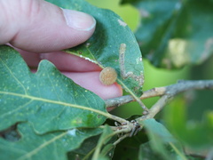 Atrusca carolina