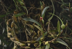 Maxillaria variabilis