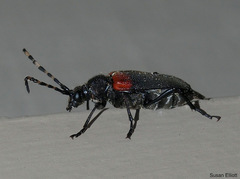 Stictoleptura canadensis