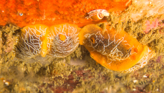 Doriopsilla areolata