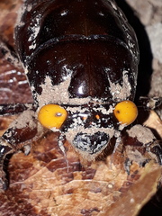 Insecta