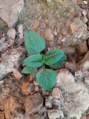 Magnoliopsida
