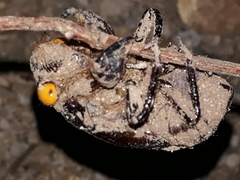 Insecta