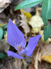 Crocus banaticus