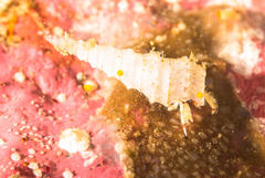 Turritella carinifera image
