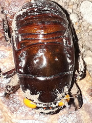 Insecta