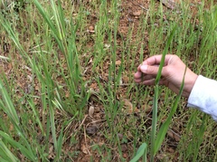 Brachypodium distachyon