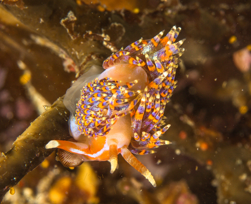 Godive à quatre couleurs