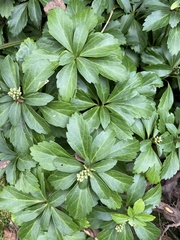 Pachysandra