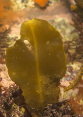 Axillariella constricta