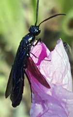 Cephidae