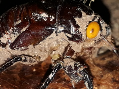 Insecta