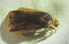 Ochropleura