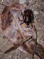 Insecta