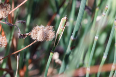 Rhodometra sacraria
