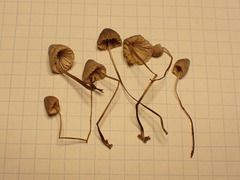 Mycena metata