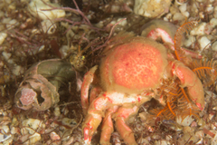 Pseudodromia latens