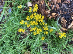 Chrysocephalum semipapposum