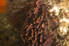 Chaperiopsis multifida