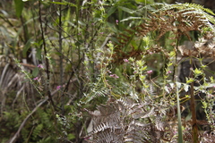 Indigofera filiformis