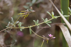 Indigofera filiformis