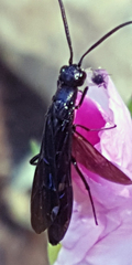Cephidae