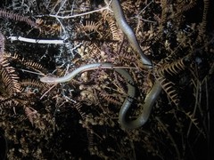 Chironius quadricarinatus