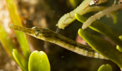 Syngnathus temminckii