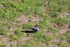 Columba livia domestica