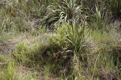 Pelargonium vitifolium