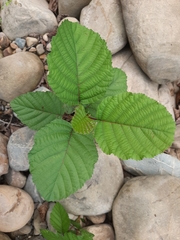 Alnus glutinosa